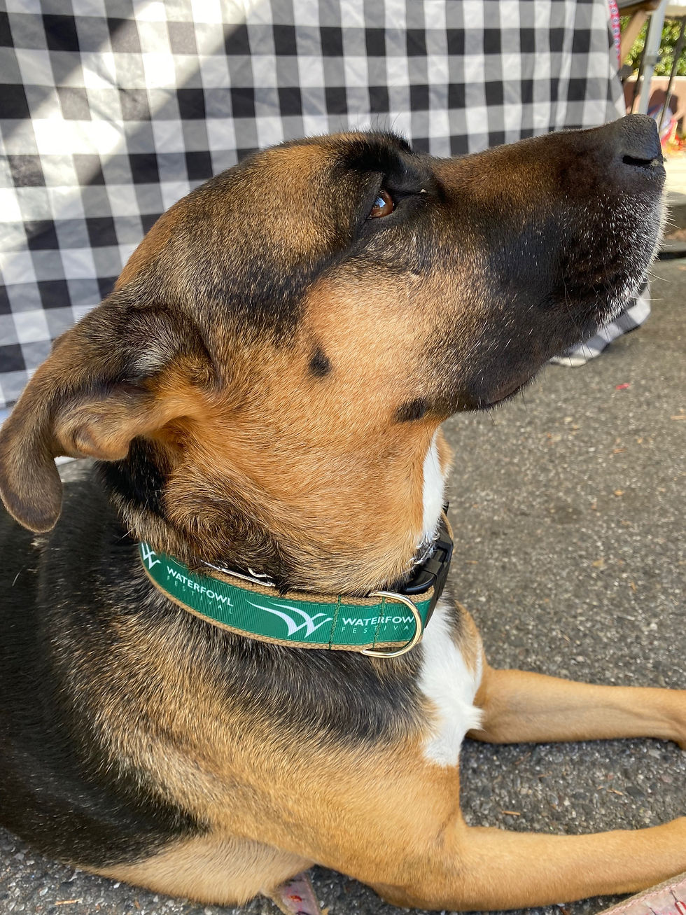 Thumbnail: 1 1/4 inch "Waterfowl Festival" Dog Collar or Leash