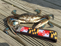Maryland blue crab holding a keychain on the dock