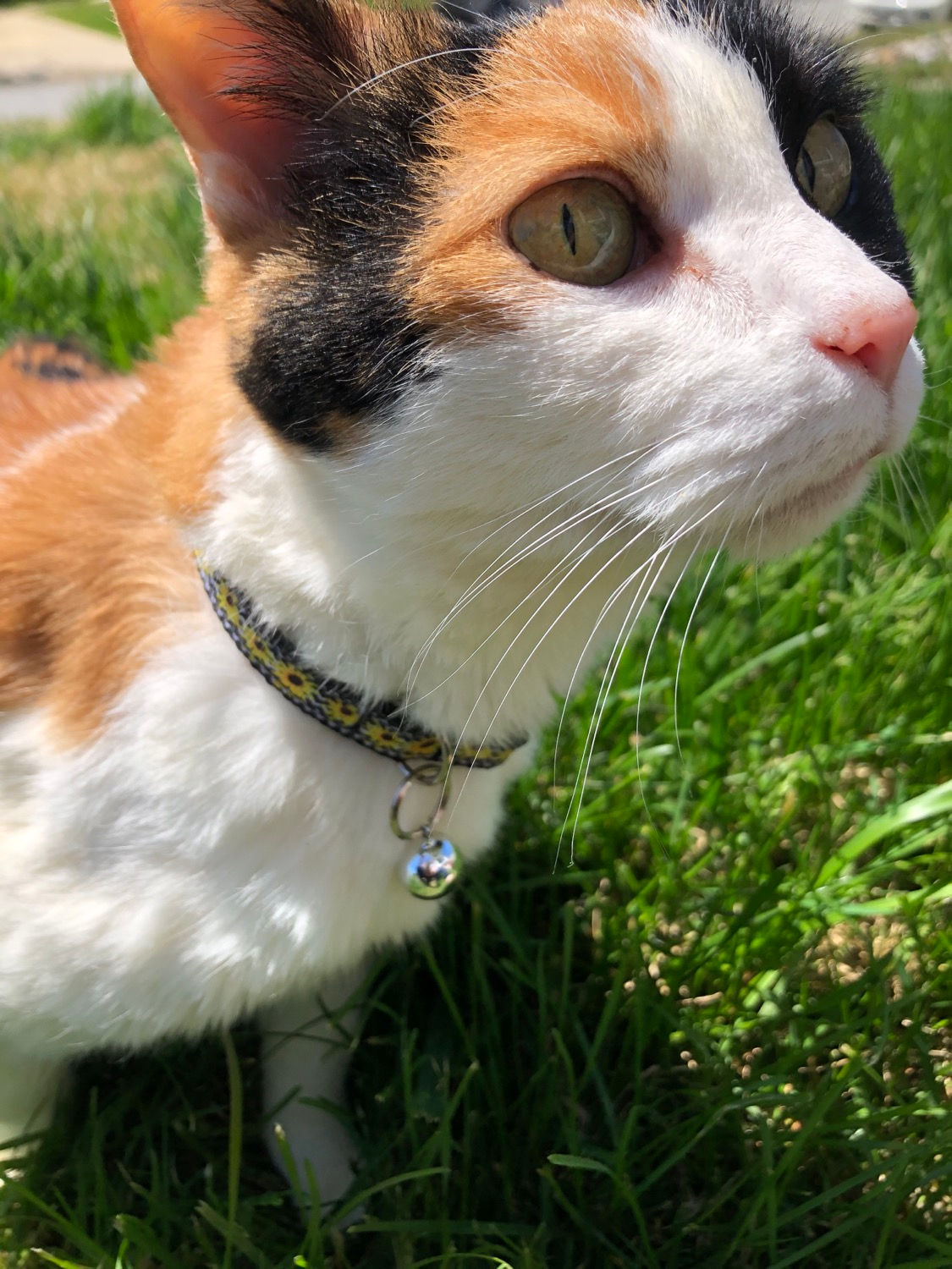 Black-Eyed Susan Cat Collar