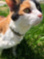 Calico cat wearing a Black-Eyed Susan flower cat collar
