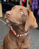 photograph of a Brown dog wearing a maryland flag collar