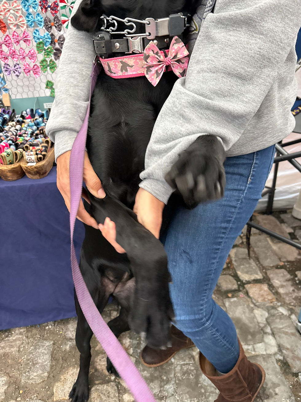 Dog wearing a camo duck collar in pink