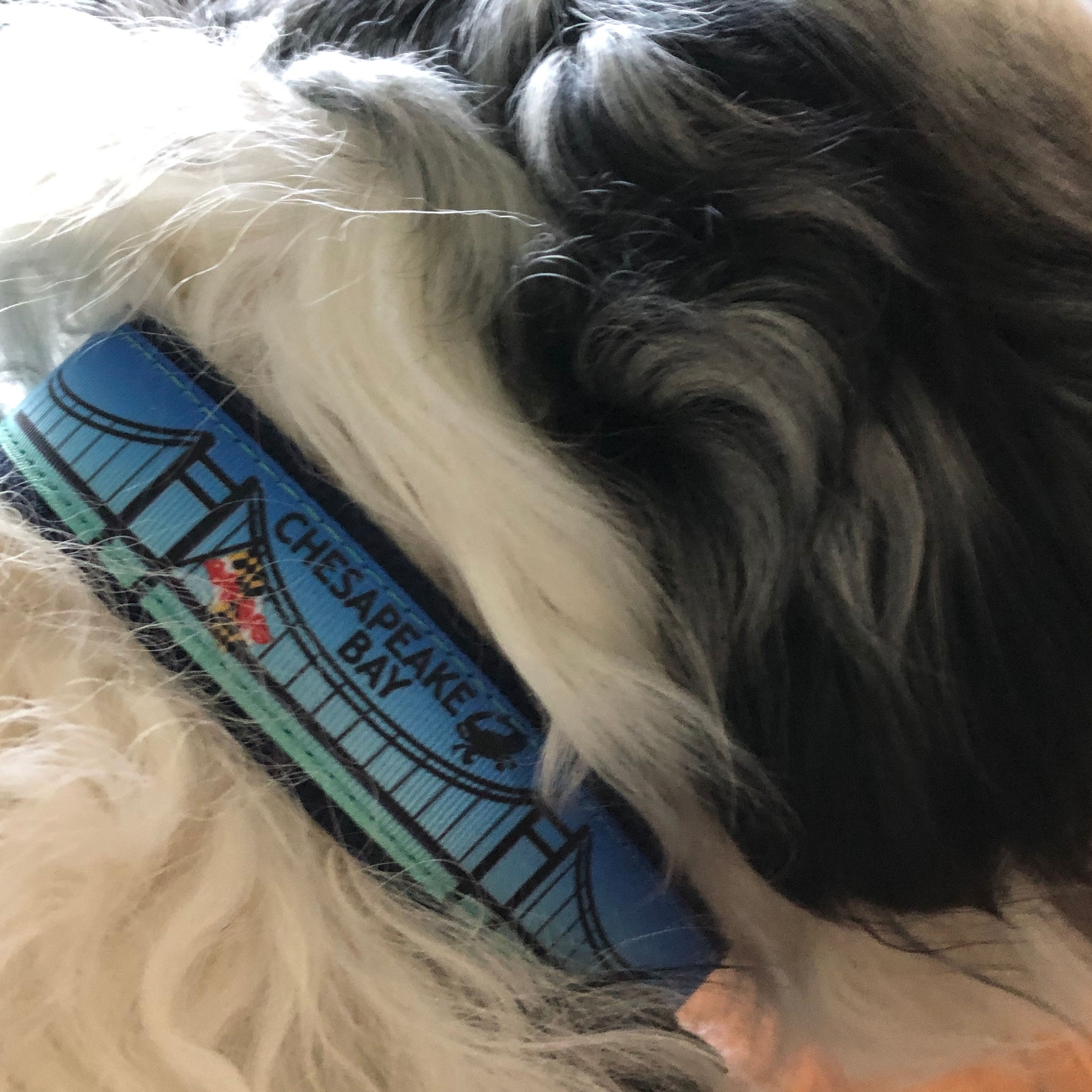 Chesapeake Bay Bridge Dog Collar Beltway Merch Boarder Collie