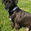 Thumbnail: 1 1/4 inch Blue Ocean Waves Dog Collar or Leash