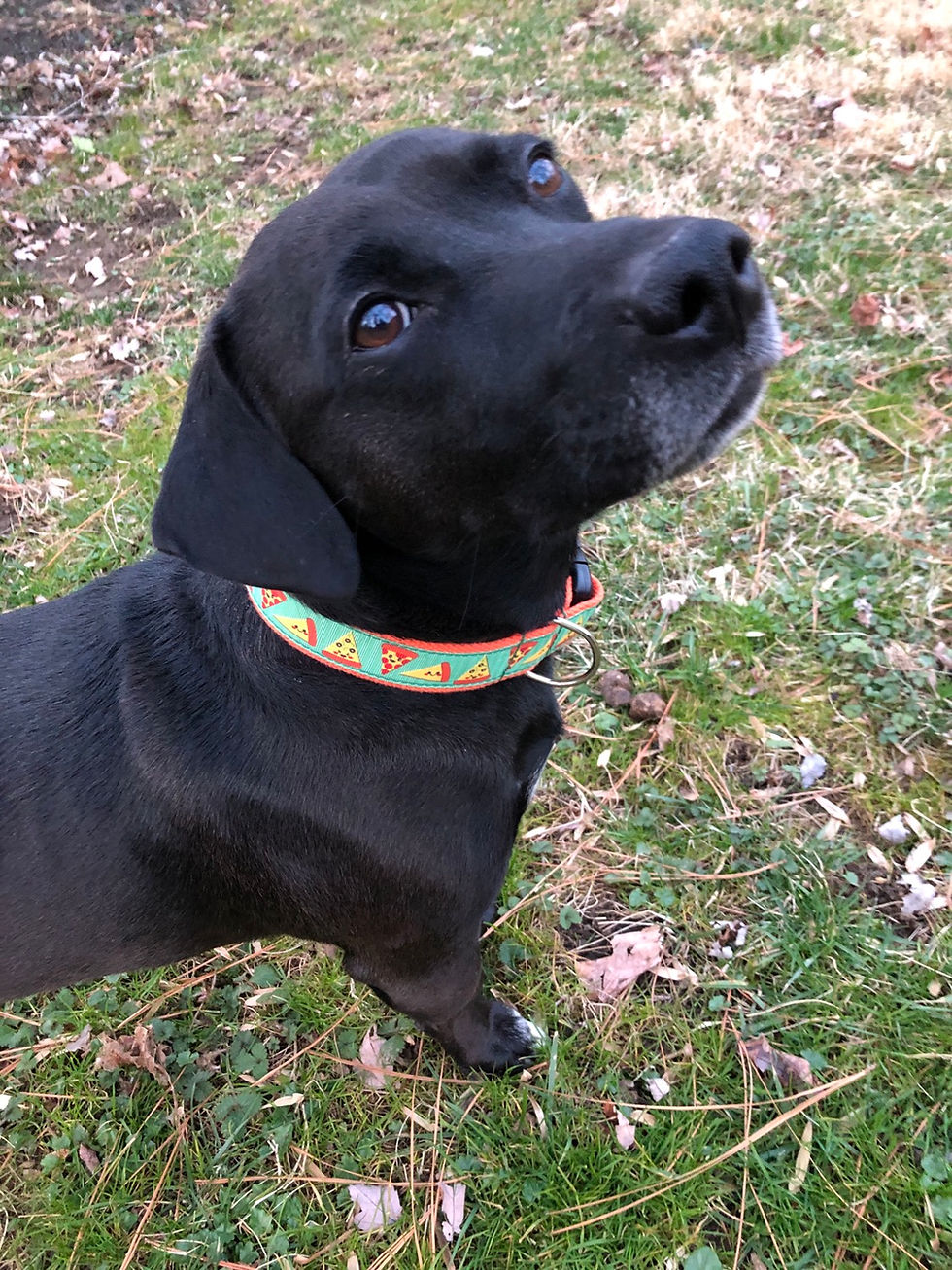 Thumbnail: 1 1/4 inch Happy Pizza Dog Collar or Leash