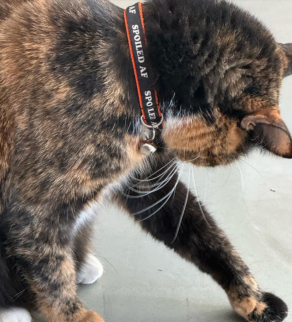 calico Cat wearing a collar with the words Spoiled AF