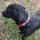 Thumbnail: 1 1/4 inch Orioles Maryland Flag Dog Collar or Leash
