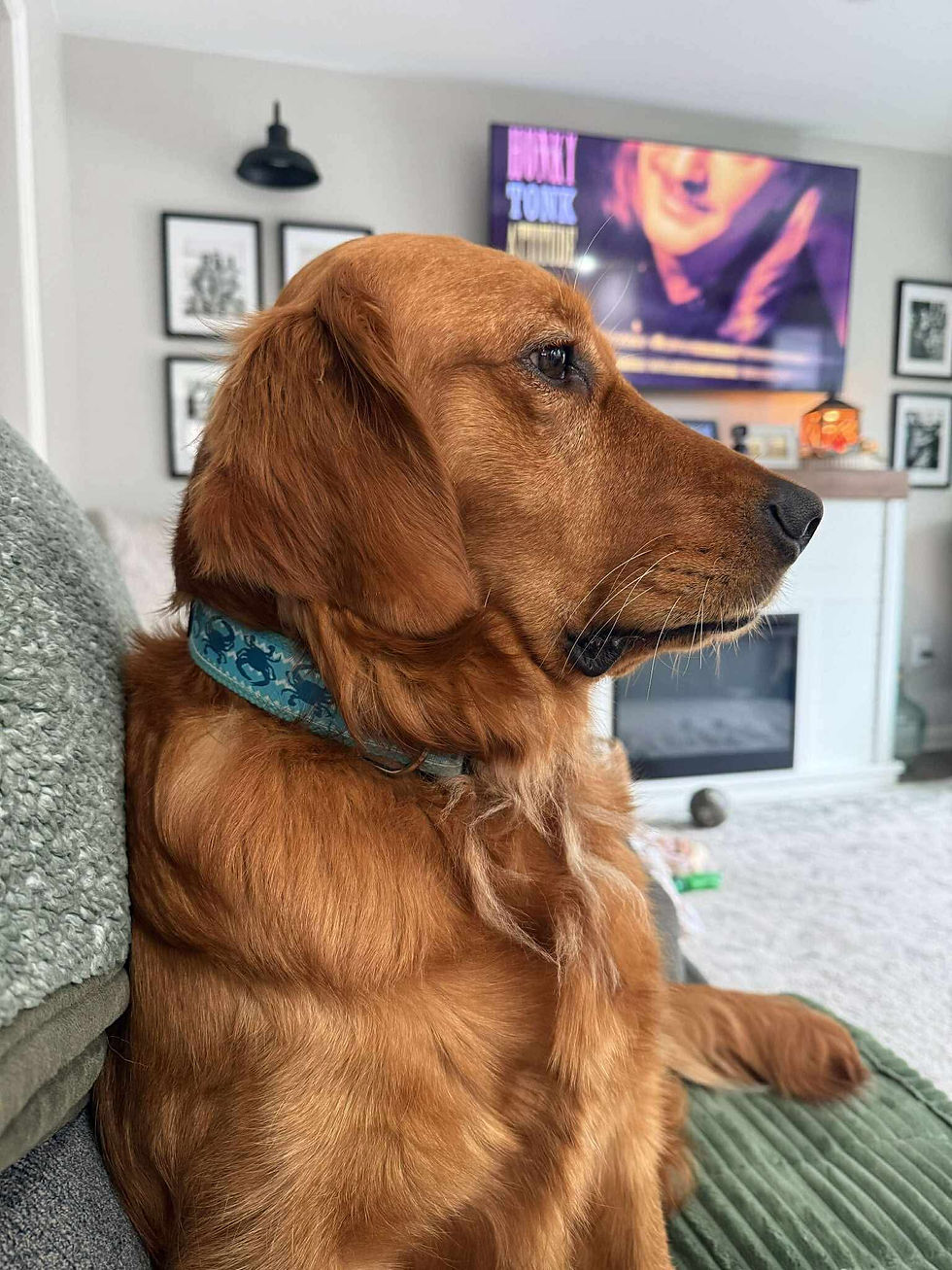 Thumbnail: 1 1/4 inch Shadow Blue Crab Chevron Dog Collar or Leash