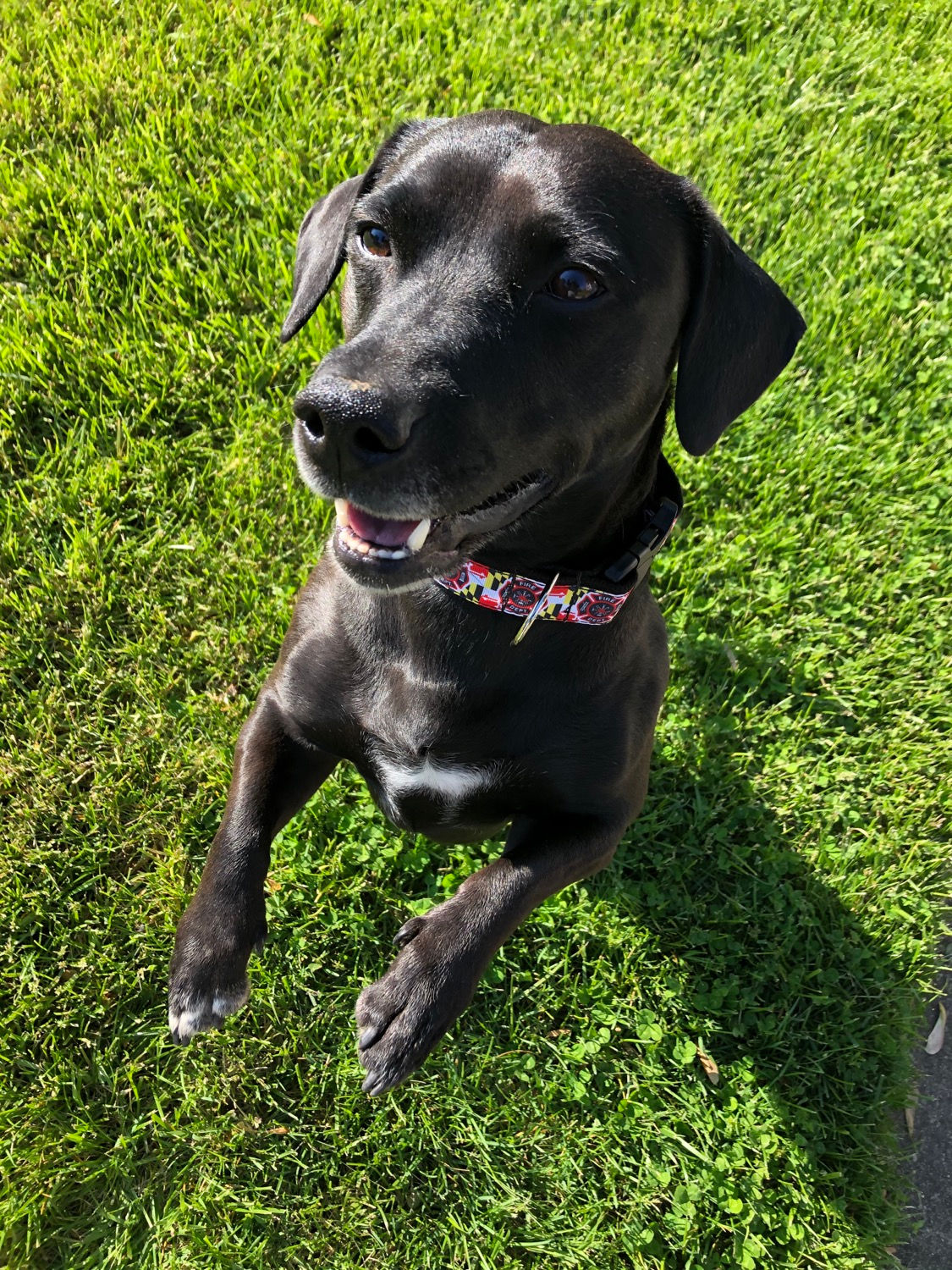 1 1/4 inch Maryland Fire Department Dog Collar or Leash