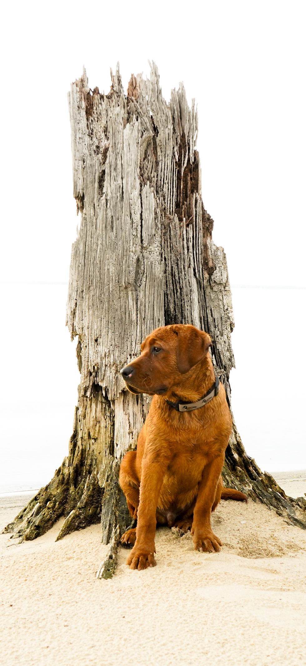 Dog wearing a goose collar