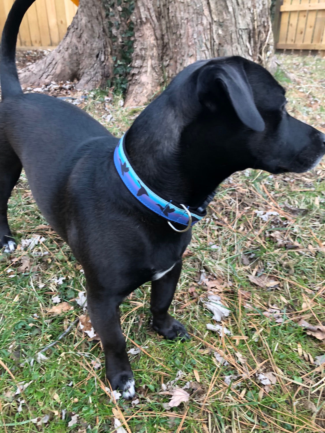 1 1/4 inch Teal Duck Sunset Dog Collar or Leash