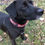 Thumbnail: 1 1/4 inch DMV Flags Dog Collar or Leash (DC, Maryland, Virginia)