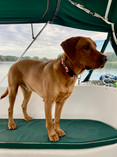 Photo of a dog on a boat wearing a maryland flag collar