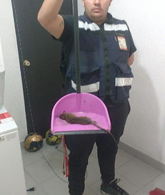 fumigacion ratas