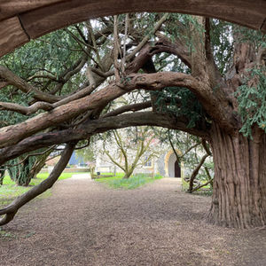 Enchanted Nature