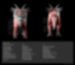 Muscle Diagram 3