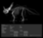 Skeleton Diagram 1