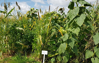 Soil Improvement.jpg