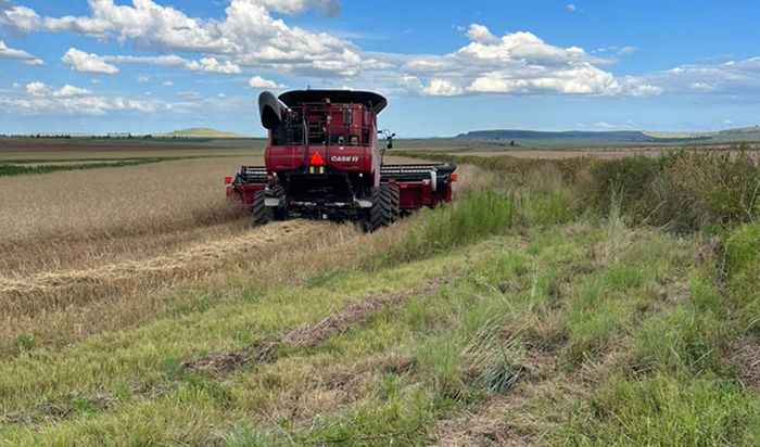 Strong establishment, consistent grazing and quality feed for the season ahead.