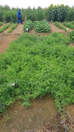 BOSCHHOEK 19.05.2011 JM1.JPG