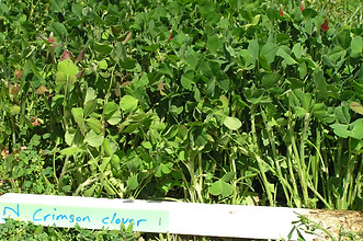 Clover - Crimson.jpg