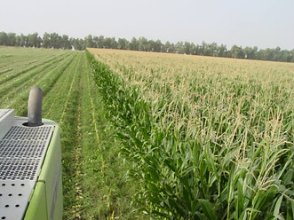 silage.jpeg
