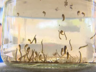 Lula anuncia produção nacional de vacina contra dengue em meio a possível troca no Ministério da Saúde