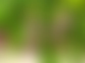 Produtores de manga em Juazeiro recebem capacitação gratuita do Sebrae para controle da mosca-da-fruta e melhoria da produção