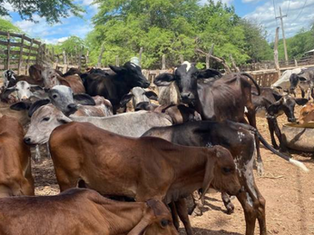 🚨 Vigilância Sanitária Mapeia Áreas com Criação de Animais de Grande Porte em Petrolina