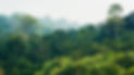 tropical rainforest,Khao Yai National Park Thailand.jpg