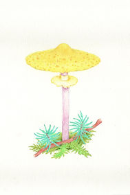 unigelber Parasol_edited.jpg