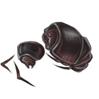 bugcarcass1