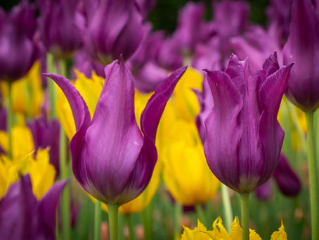 Canadian Tulip Festival: The 2026 Park Map is HERE!