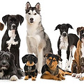 What’s-in-a-breed.jpg
