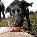 wd4c_10177_website_assets_wicket.jpg