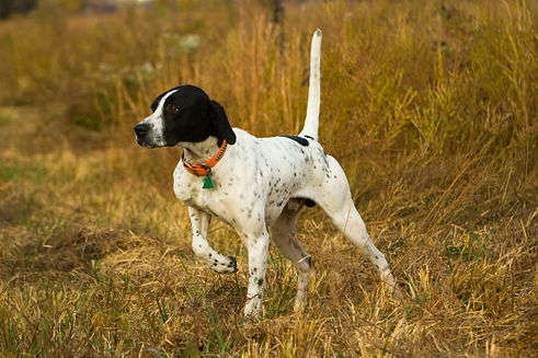 field_pointer.jpg