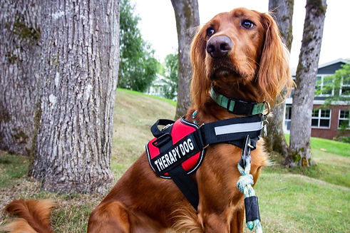 mental-health-assistance-dog-2.jpg