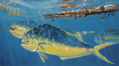 Mahi Mahi by Thomas Krause