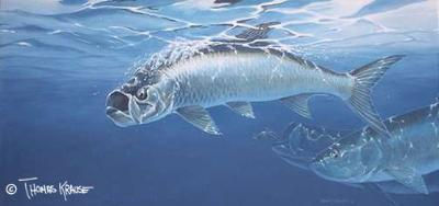 Tarpon by Thomas Krause