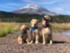 IMG_8295.jpeg