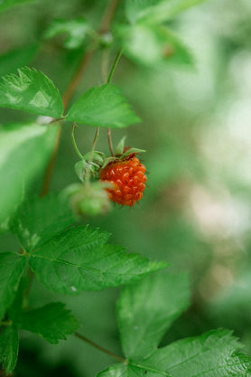 DSC_2154.jpg