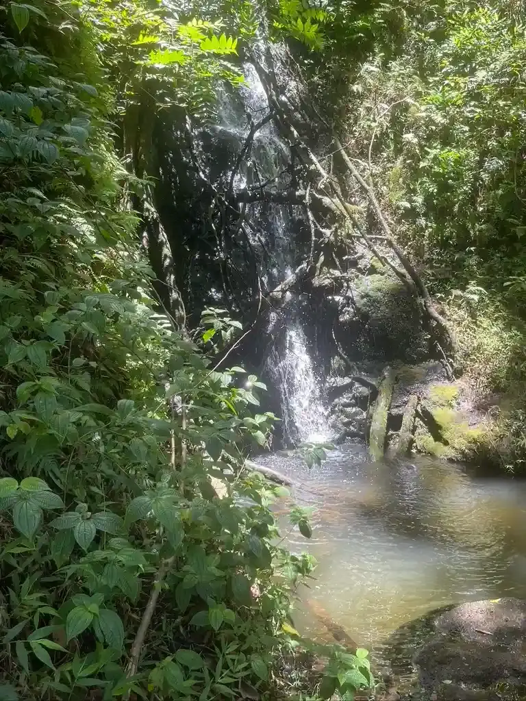 Small waterfall flowing into a shaded pool beside the Muliwai Trail.