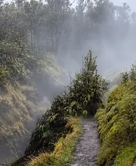 Volcanic steam rising beside a trail through geothermal vegetation in Hawaiʻi Volcanoes National Park.
