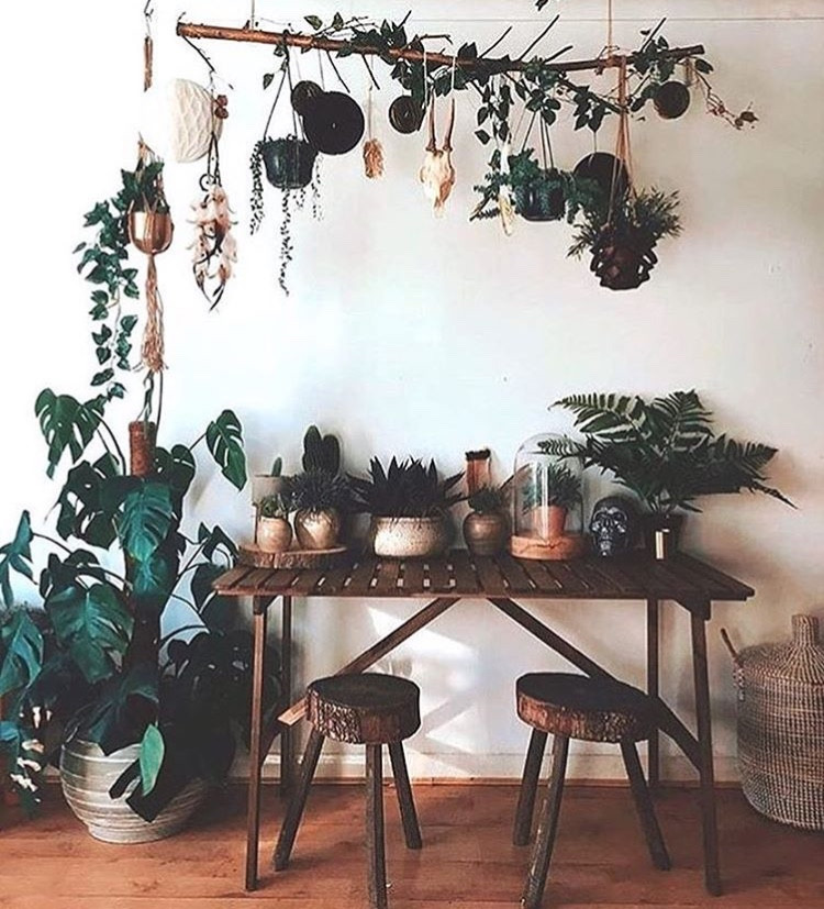 Hanging houseplants