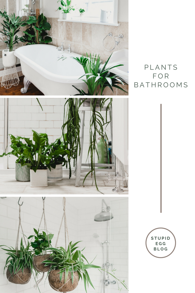 Plants for Bathrooms