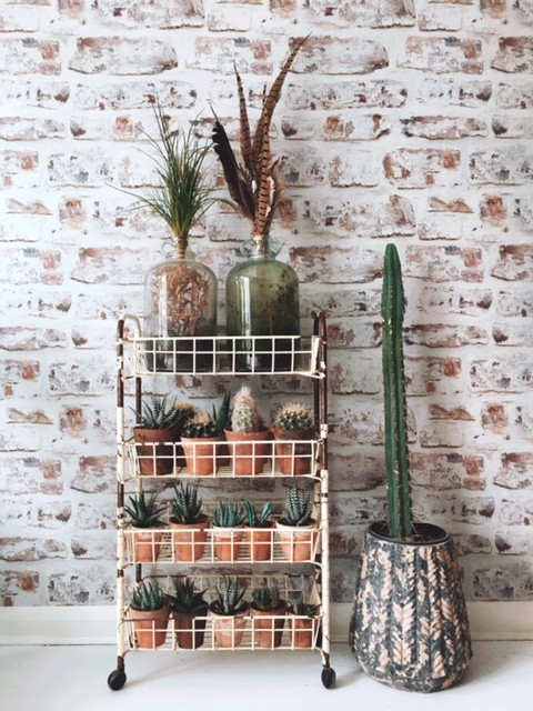 House plant styling