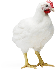 cobb500 (1).png