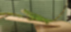 Green Iguana for Sale in Dubai 1