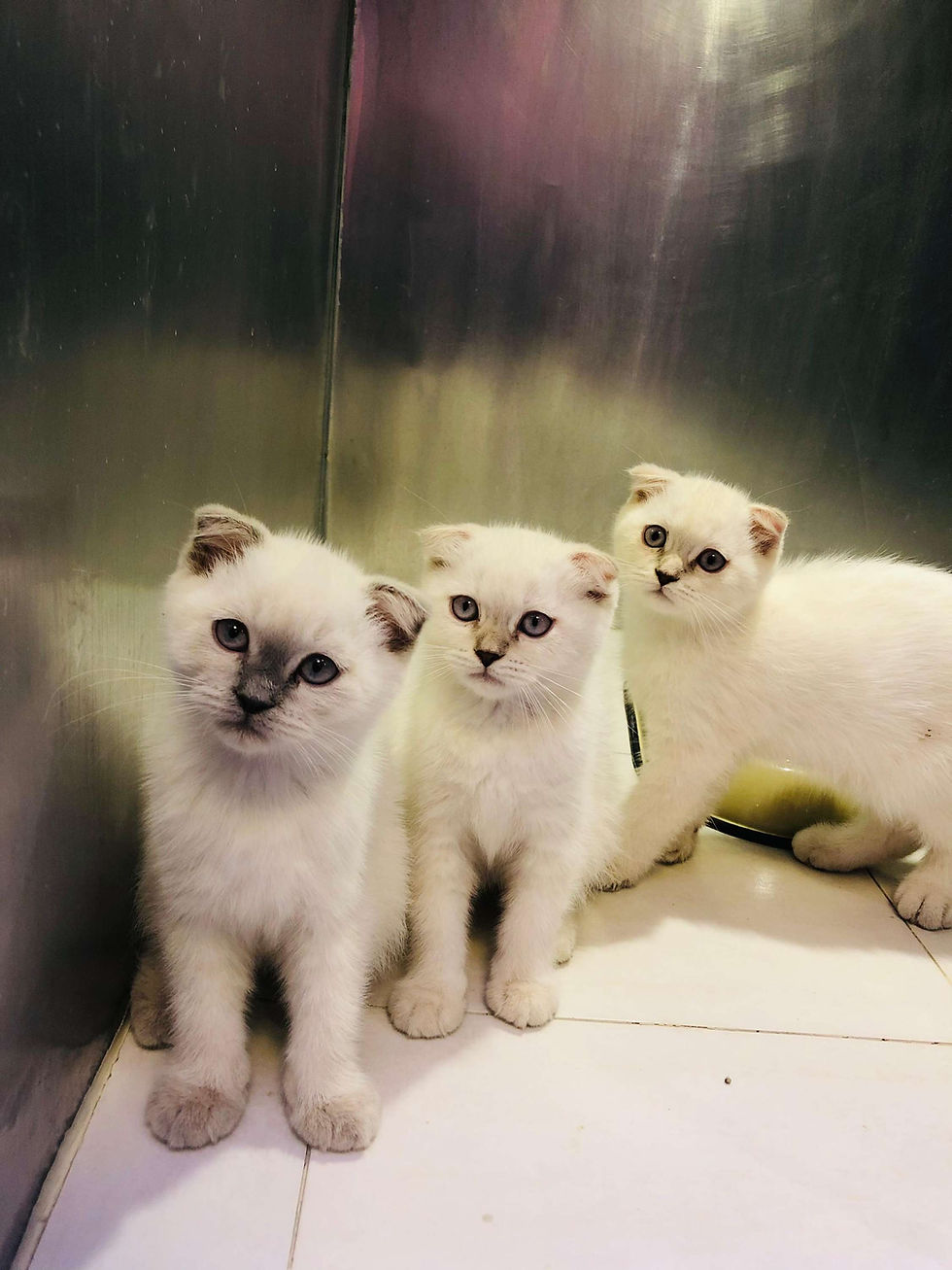 縮圖：Exotic Dachshund Puppies 4