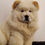 Thumbnail: Chowchow Puppies